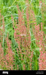 Attēlu rezultāti vaicājumam “Rumex acetosa leaf”