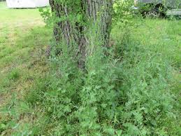 Attēlu rezultāti vaicājumam “Sisymbrium volgense leaf”