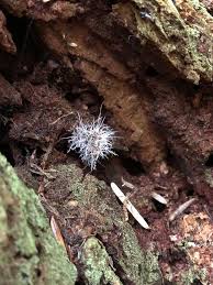 Attēlu rezultāti vaicājumam “Tilachlidium brachiatum”