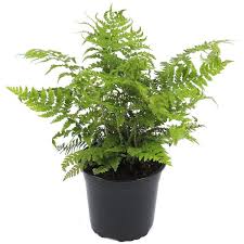 Attēlu rezultāti vaicājumam “Polystichum braunii”