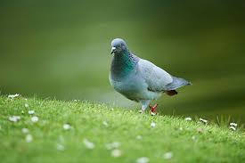 Attēlu rezultāti vaicājumam “Columba livia f. domestica adult”