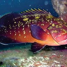 Image result for Epinephelus marginatus