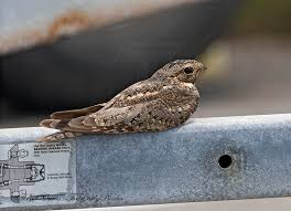 Attēlu rezultāti vaicājumam “Cribraria piriformis young”