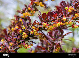 Attēlu rezultāti vaicājumam “Berberis thunbergii flower”