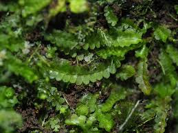 Attēlu rezultāti vaicājumam “Chiloscyphus pallescens”