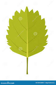 Attēlu rezultāti vaicājumam “Betula humilis”