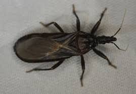 Attēlu rezultāti vaicājumam “Microstoma protracta”