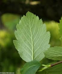 Attēlu rezultāti vaicājumam “Sorbus hybrida”