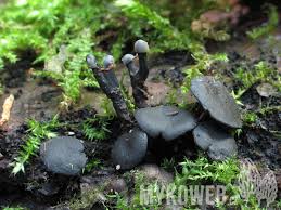 Attēlu rezultāti vaicājumam “Holwaya mucida”