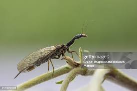 Attēlu rezultāti vaicājumam “Raphidioptera imago”