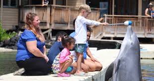 Image result for Adventure Dolphin