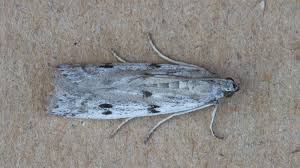 Attēlu rezultāti vaicājumam “Phycitodes binaevella”