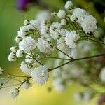 Attēlu rezultāti vaicājumam “Gypsophila paniculata leaf”