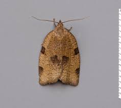 Attēlu rezultāti vaicājumam “Lozotaenia forsterana”