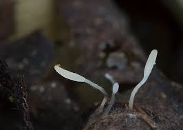 Attēlu rezultāti vaicājumam “Typhula setipes”