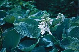 Image result for Hosta sieboldiana 'Elegans'