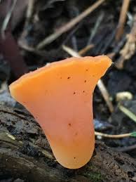 Attēlu rezultāti vaicājumam “Tremiscus helvelloides”