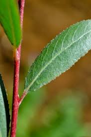 Attēlu rezultāti vaicājumam “Salix triandra leaf”