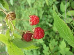 Attēlu rezultāti vaicājumam “Rubus idaeus fruit”