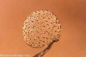 Attēlu rezultāti vaicājumam “Cribraria cancellata var. fusca spores”