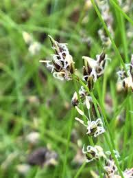 Attēlu rezultāti vaicājumam “Eleocharis palustris flower”