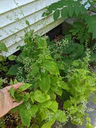 Attēlu rezultāti vaicājumam “Circaea lutetiana bud”