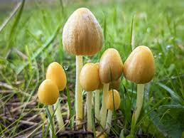 Attēlu rezultāti vaicājumam “Bolbitius vitellinus”