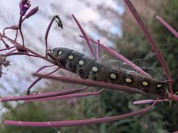 Attēlu rezultāti vaicājumam “Hepialus sylvina female”