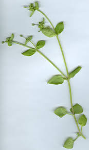 Attēlu rezultāti vaicājumam “Stellaria pallida”