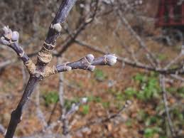 Attēlu rezultāti vaicājumam “Acer negundo bud”