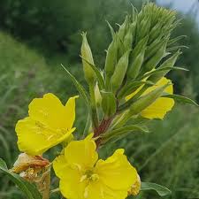 Attēlu rezultāti vaicājumam “Oenothera rubricauli flower”
