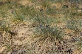 Attēlu rezultāti vaicājumam “Festuca psammophila”