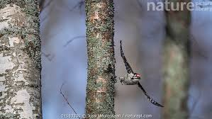 Attēlu rezultāti vaicājumam “Dendrocopos minor male”