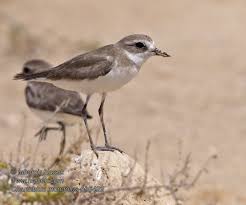 Image result for Charadrius mongolus