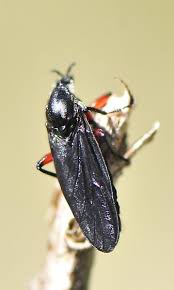 Attēlu rezultāti vaicājumam “Bibionidae”