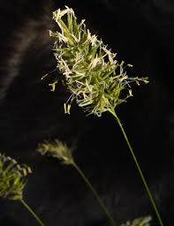 Attēlu rezultāti vaicājumam “Anthoxanthum odoratum”