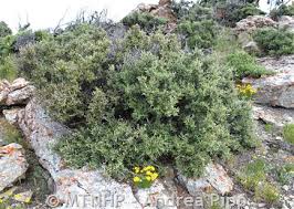 Attēlu rezultāti vaicājumam “Libanotis montana leaf”