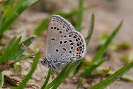 Attēlu rezultāti vaicājumam “Vacciniina optilete underside”