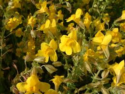 Image result for Mimulus x hybrida