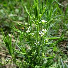 Attēlu rezultāti vaicājumam “Thesium ebracteatum leaf”