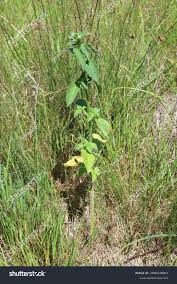 Attēlu rezultāti vaicājumam “Galeopsis bifida leaf”