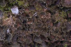 Attēlu rezultāti vaicājumam “Peltigera praetextata”