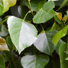 Attēlu rezultāti vaicājumam “Populus x berolinensis leaf”