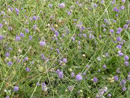 Attēlu rezultāti vaicājumam “Succisa pratensis flower”