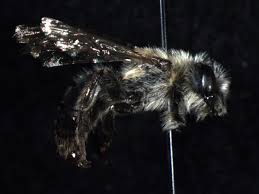 Attēlu rezultāti vaicājumam “Andrena”