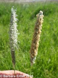 Attēlu rezultāti vaicājumam “Alopecurus pratensis flower”
