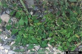 Attēlu rezultāti vaicājumam “Fallopia convolvulus fruit”