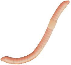 Attēlu rezultāti vaicājumam “Lumbricidae”