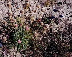 Attēlu rezultāti vaicājumam “Armeria vulgaris bud”