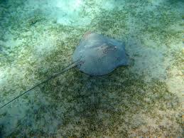 Image result for Himantura uarnak